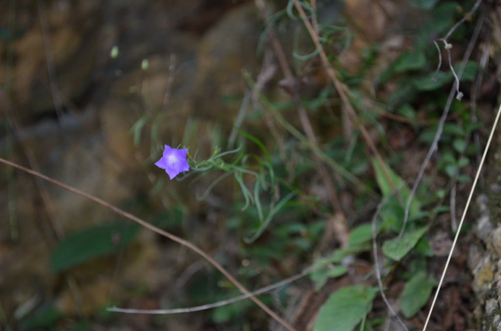 Santa Brigida (BG):  Campanula persicifolia
